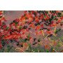 Набор для вышивки бисером на холсте Абрис Арт АВ-412 Осенние зарисовки-1