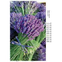 Pattern beading DANA-2474 Bouquet of lavender