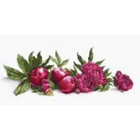Cross Stitch Kits Luca-S B2357 Peonies and red apples (discontinued)