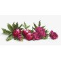 Cross Stitch Kits Luca-S BA2357 Peonies and red apples (discontinued)