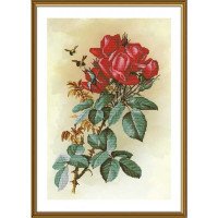 Набір для вишивки нитками на канві з фоновим зображенням Нова Слобода СР6244 Червона троянда