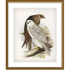 Thread embroidery kit Nova Sloboda CP2273 Proud birds