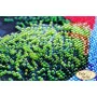 Bead embroidery kit Tela Artis HTK-033 Macaw parrots